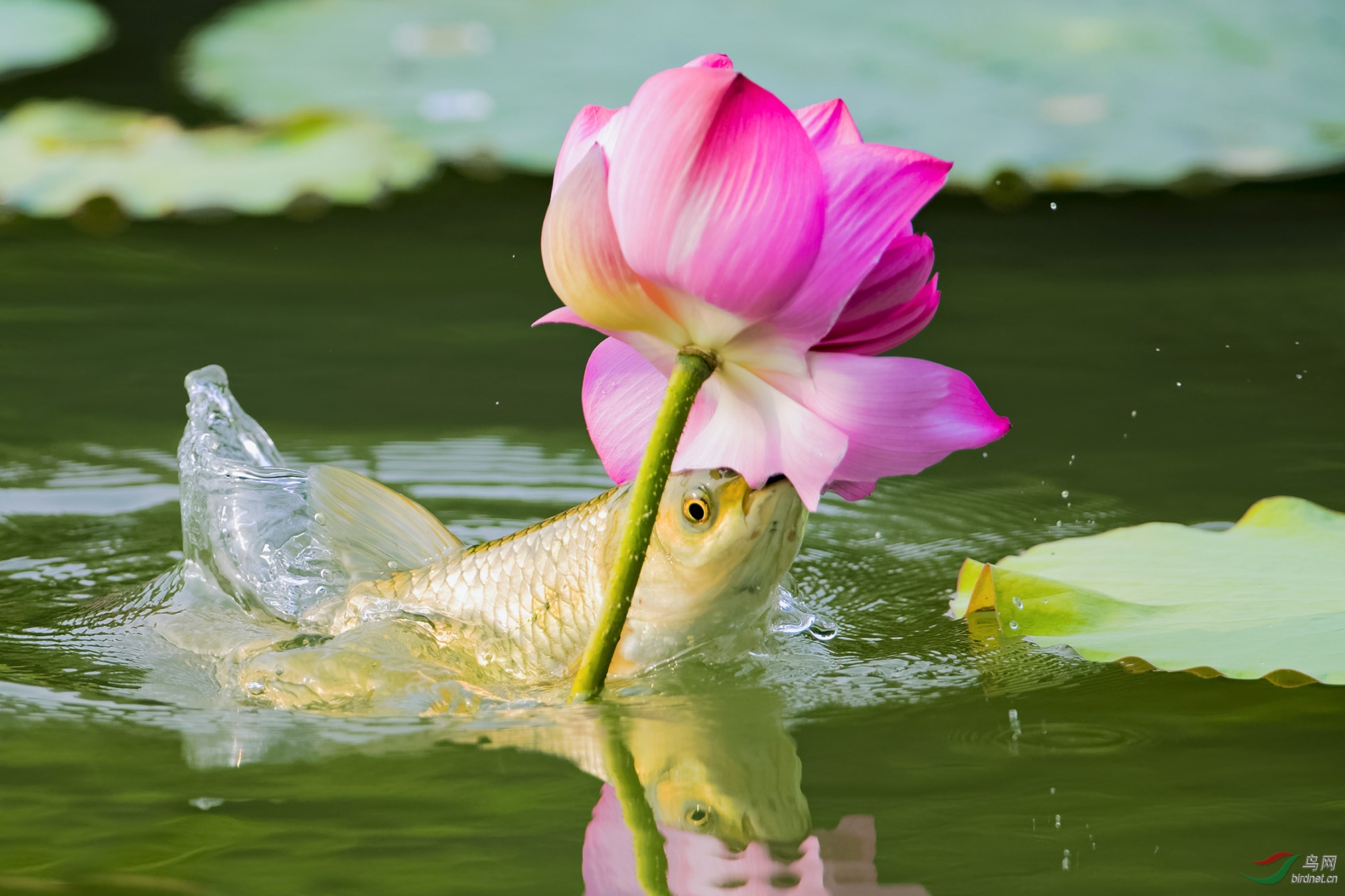 花艳鱼欢腾