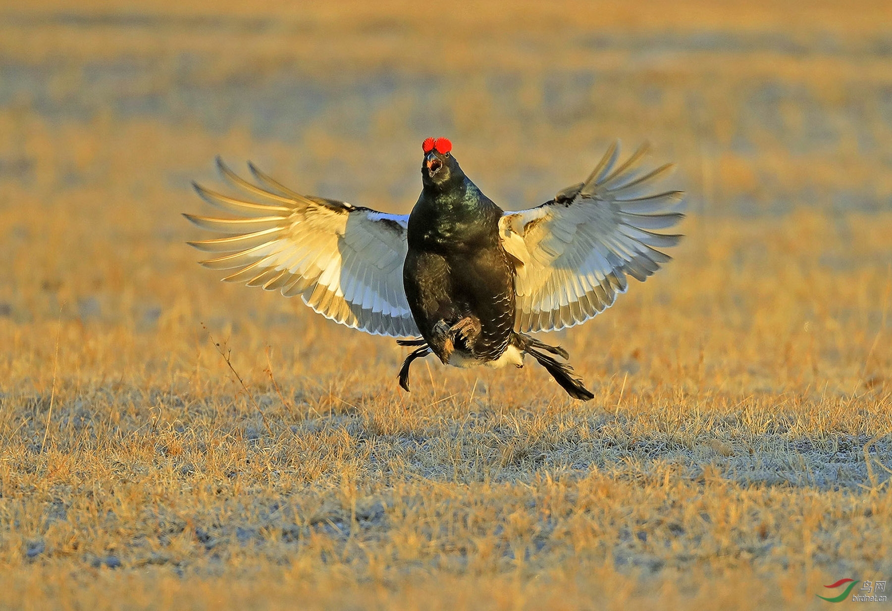 黑琴鸡展翅飞1gx.jpg