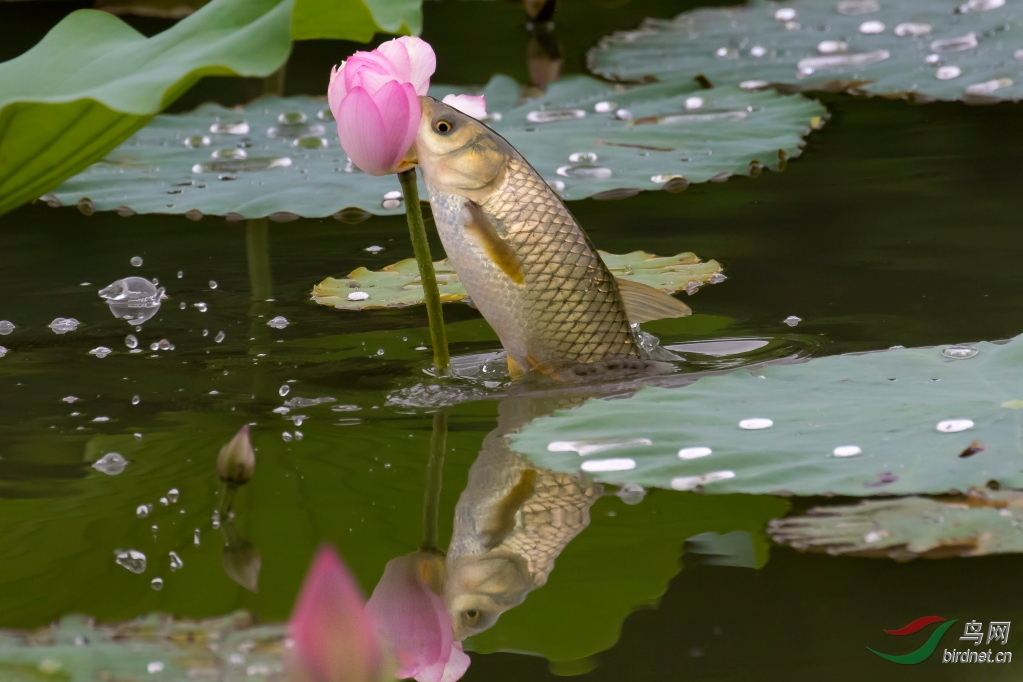 鱼戏荷花