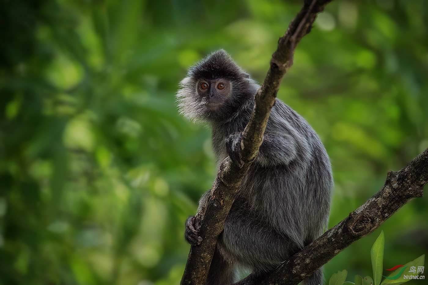 镀灰叶猴