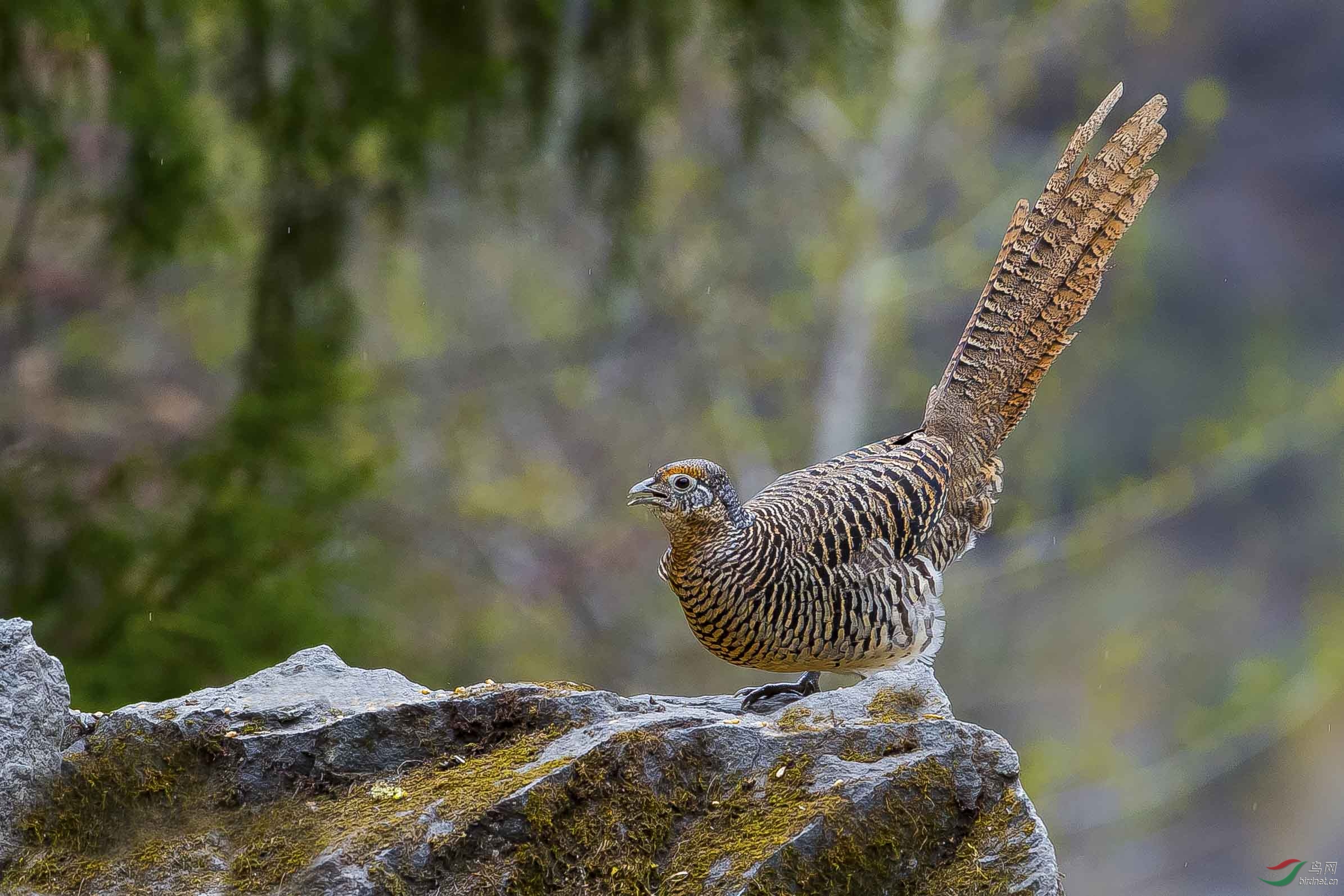 尾巴快翘到天上的白腹锦鸡(雌)