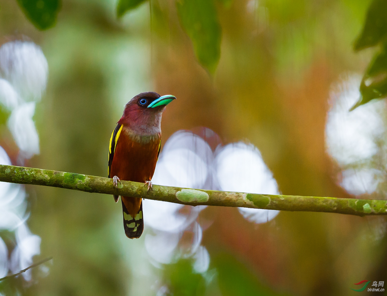 热带雨林常见鸟类图片