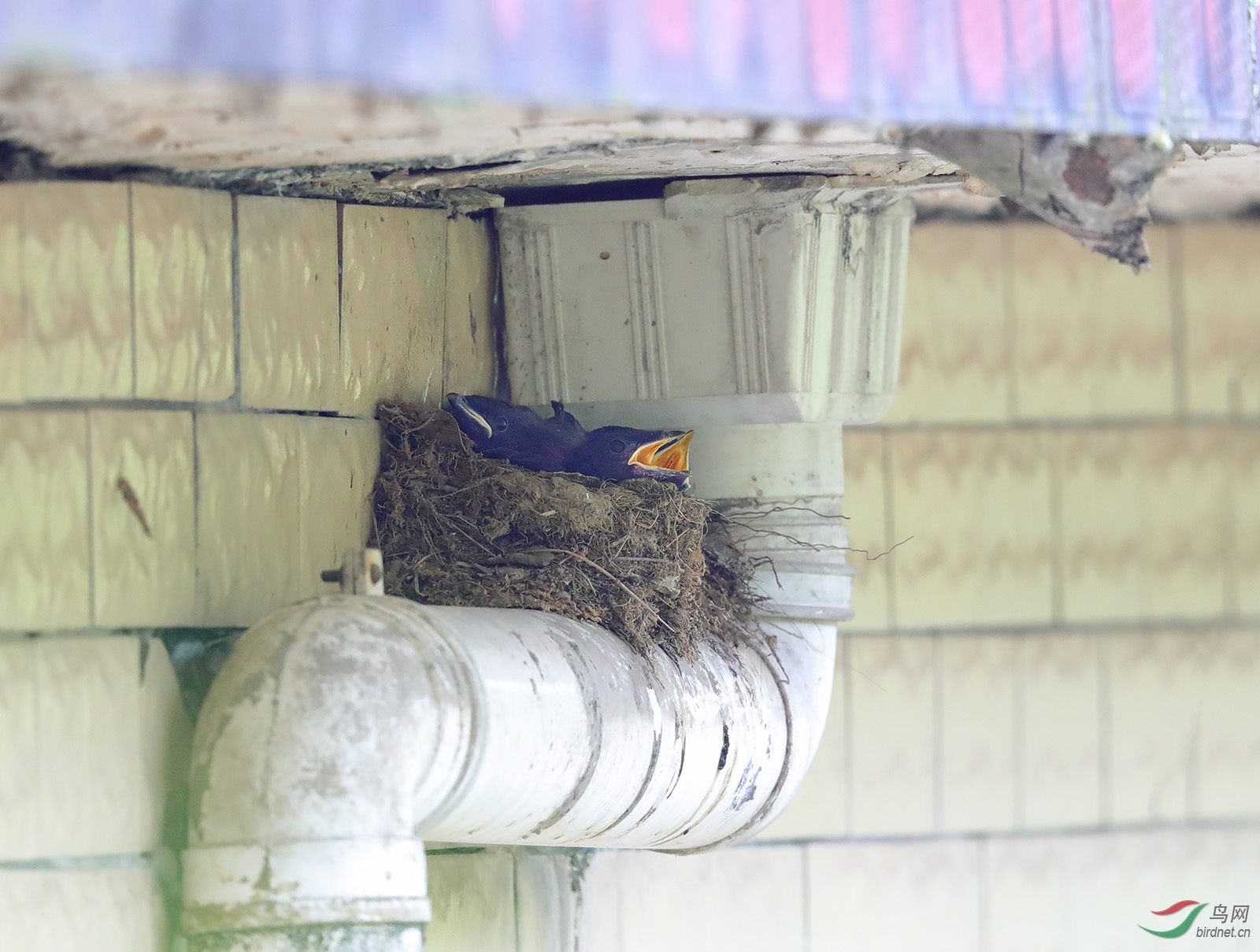 屋檐下的鸟巢