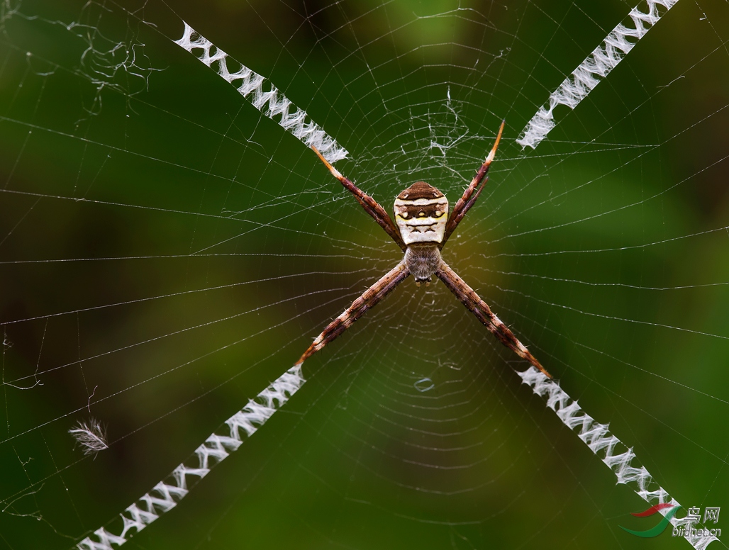 会写英文的悦目金蛛
