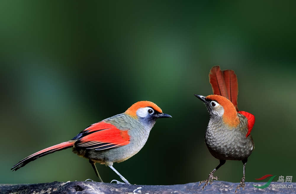 树上的鸟儿成双对之赤尾噪鹛