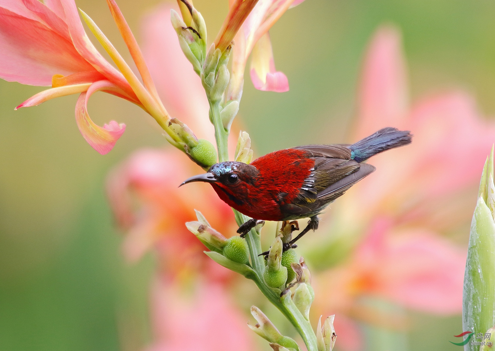 南宁青秀山森林公园的黄腰太阳鸟