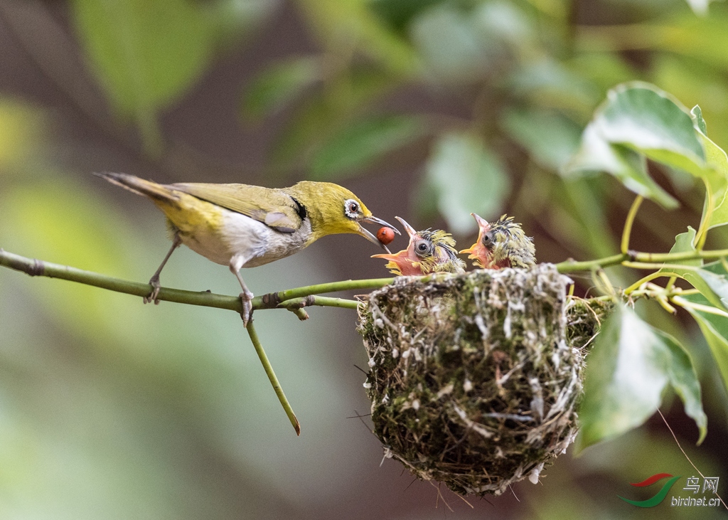 绣眼喂小鸟