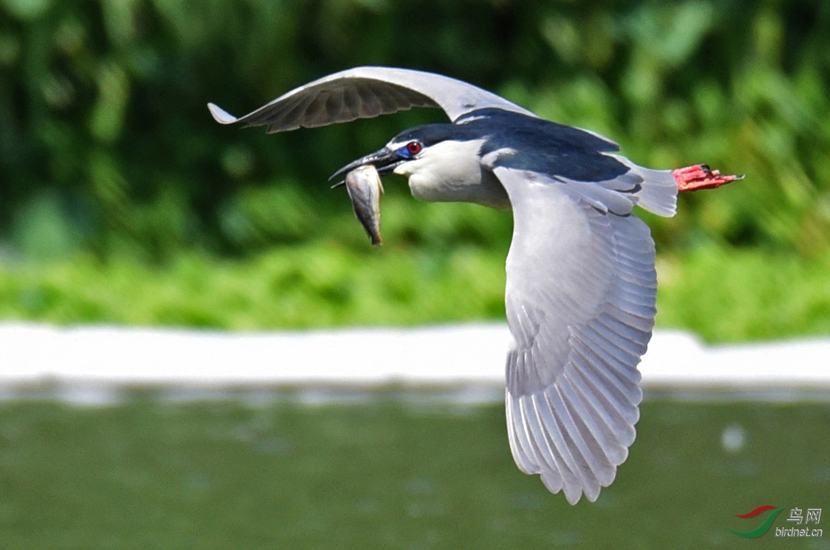 DSC_6211 ����.jpg