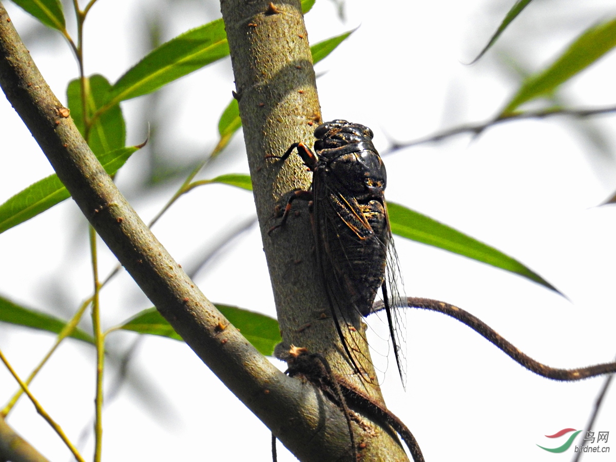 DSCN4201 ����.jpg