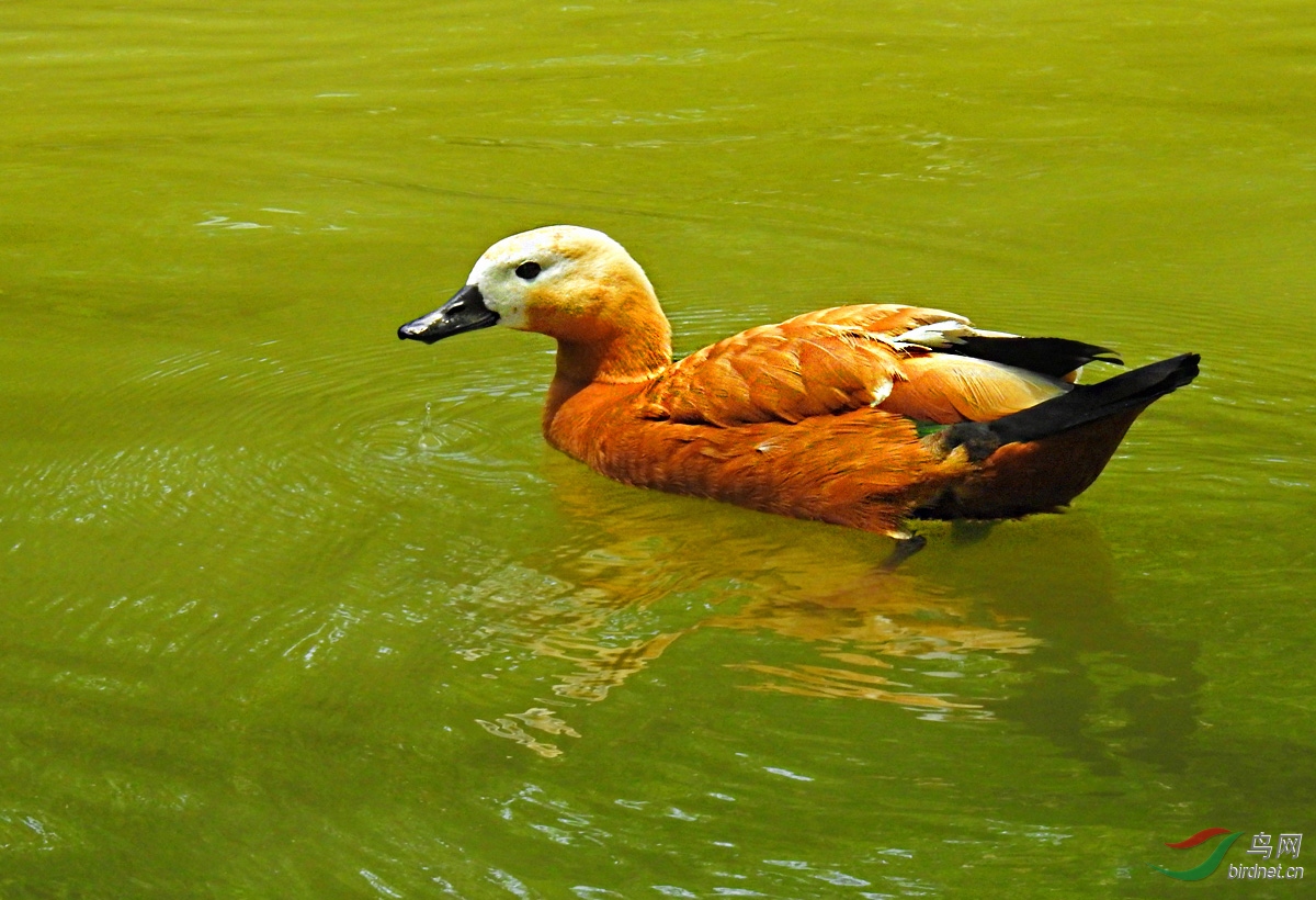 DSCN2985 ����.jpg