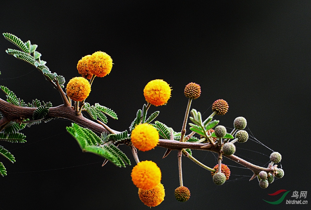 非洲名树金合欢花