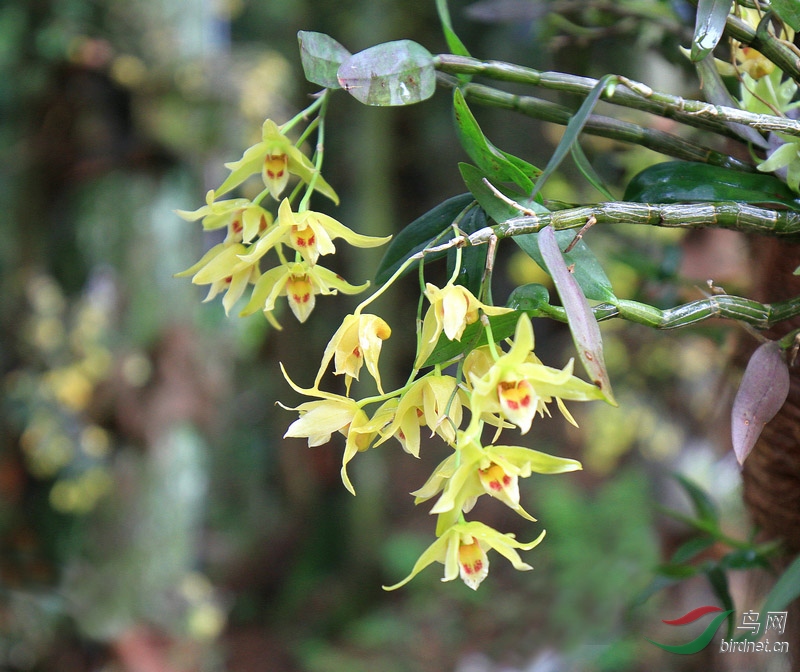 大仙草——铁皮石斛