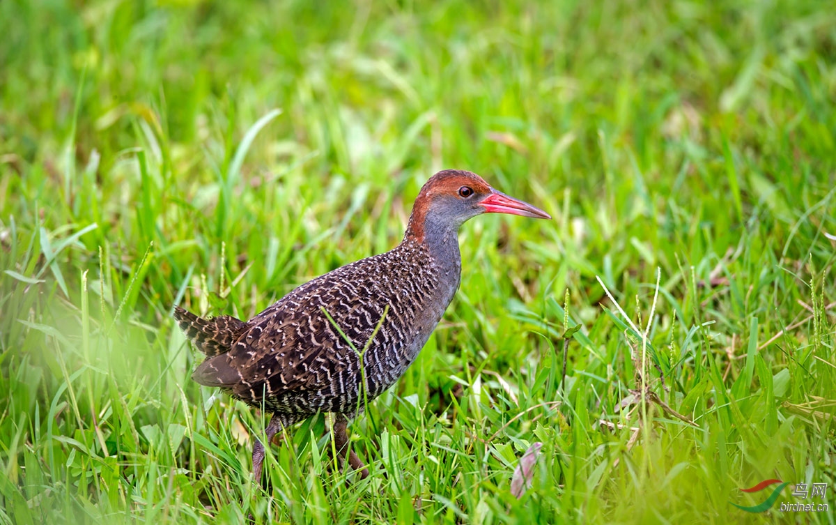(灰胸秧鸡)蓝胸秧鸡(贺获每日精华)