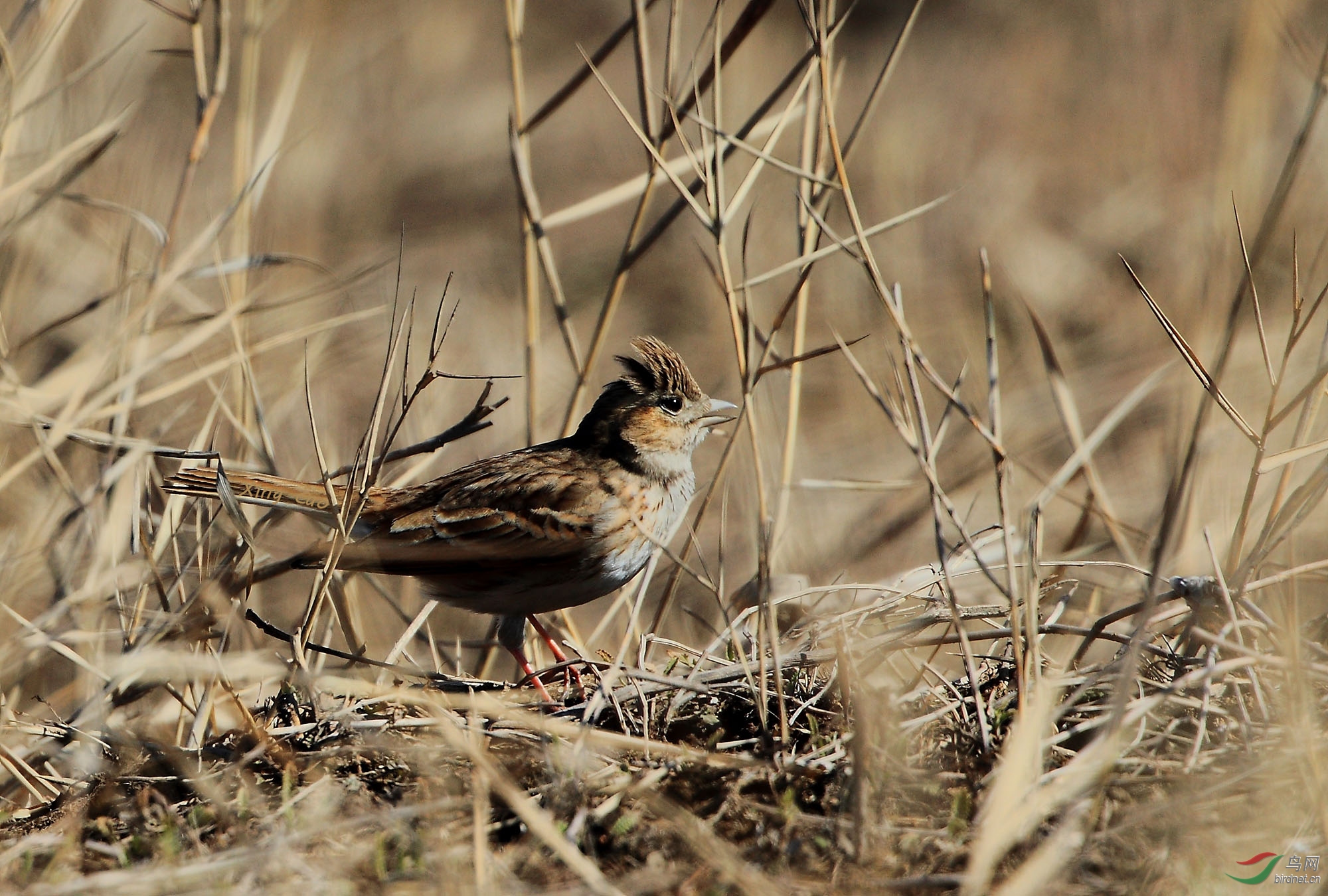 2017滹沱河畔的野生鸟(新鸟篇)——云雀