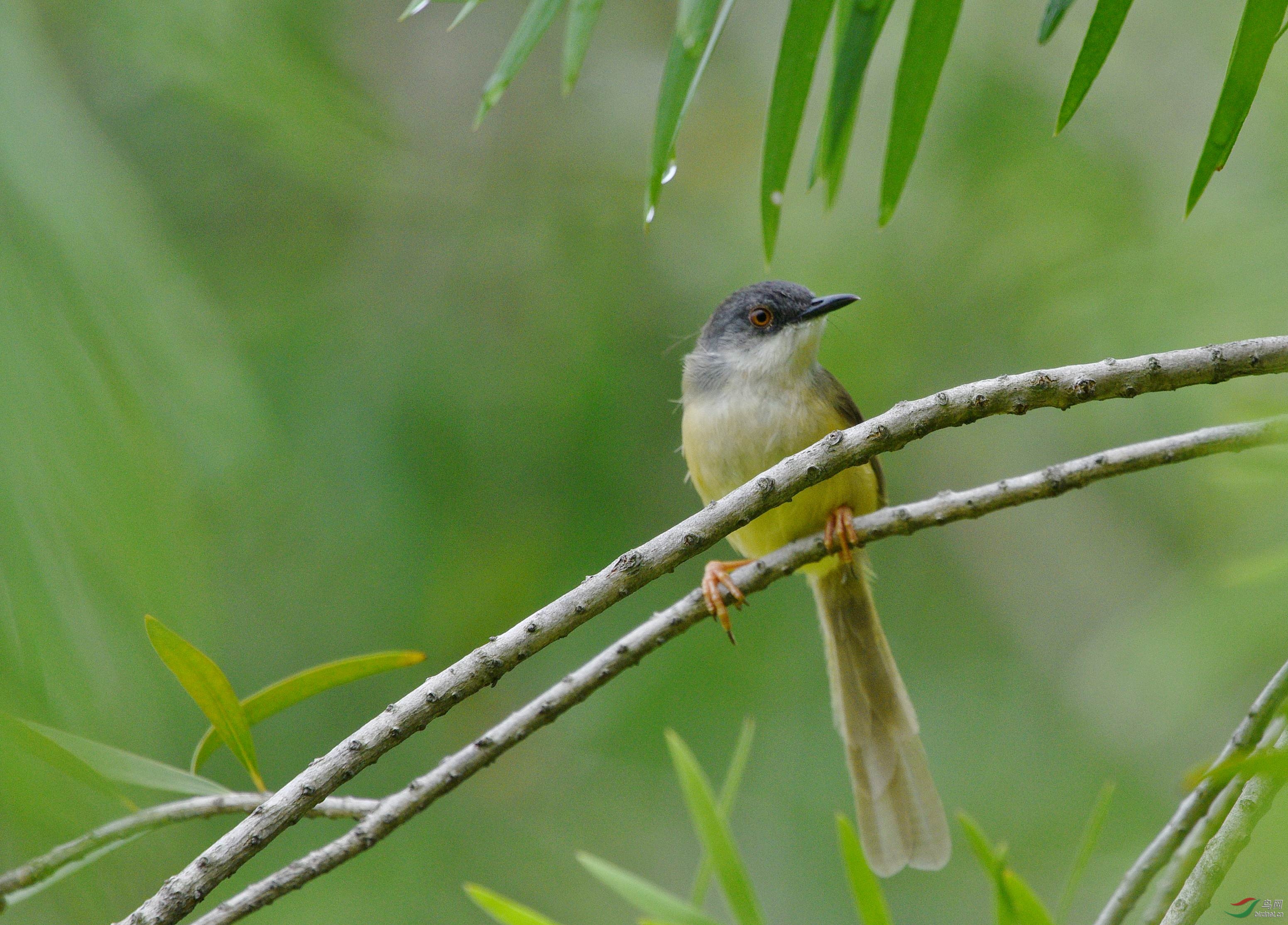 雨后彩莺摇双枝