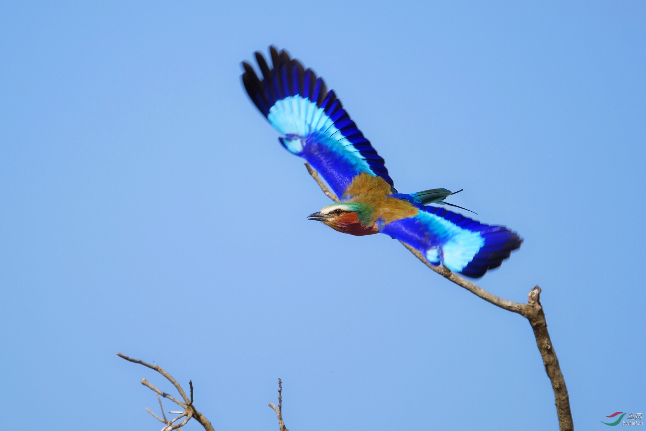 紫胸佛法僧鸟(三宝鸟 肯尼亚国鸟)lilac-breasted roller