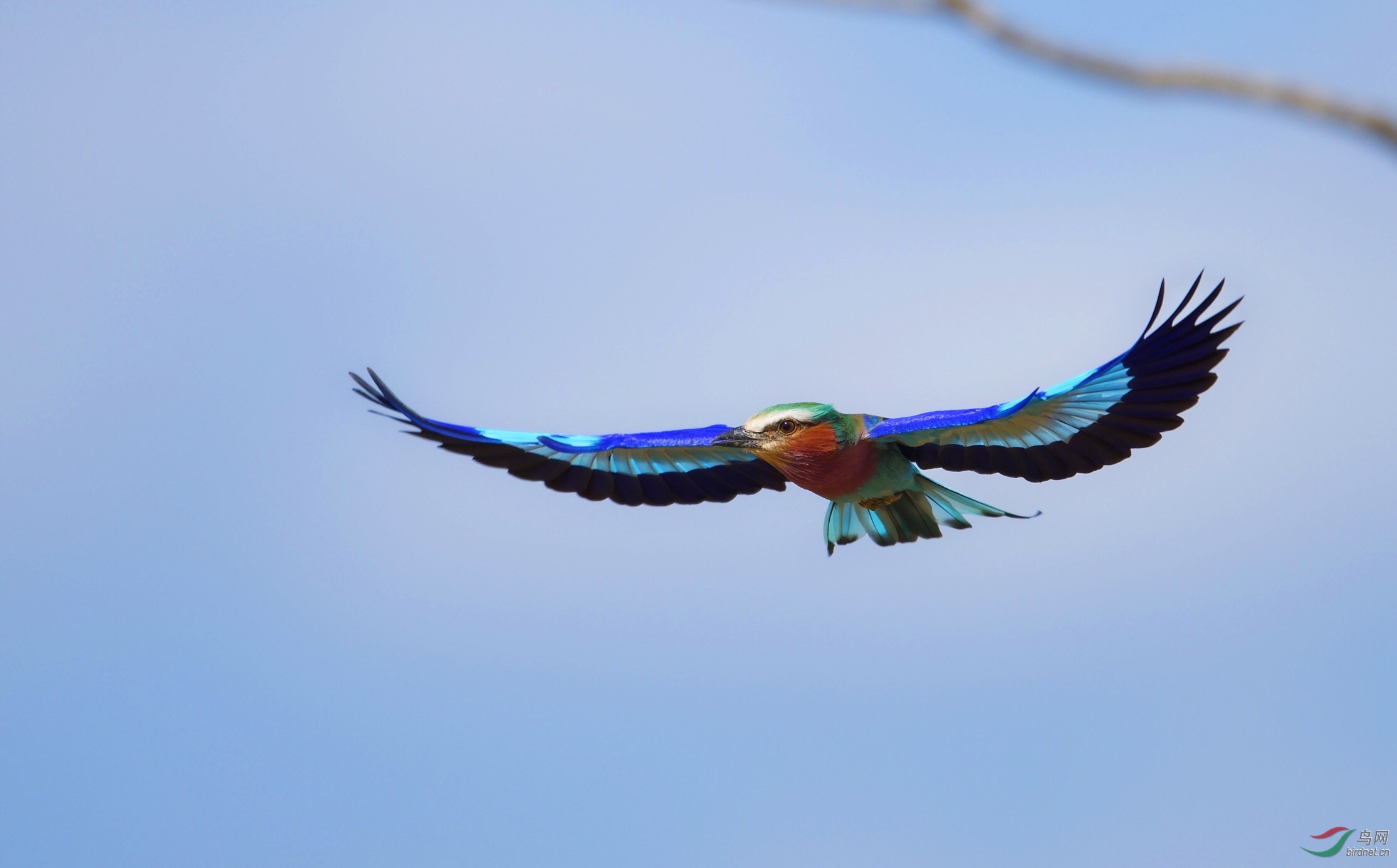 紫胸佛法僧鸟(三宝鸟 肯尼亚国鸟)lilac-breasted roller