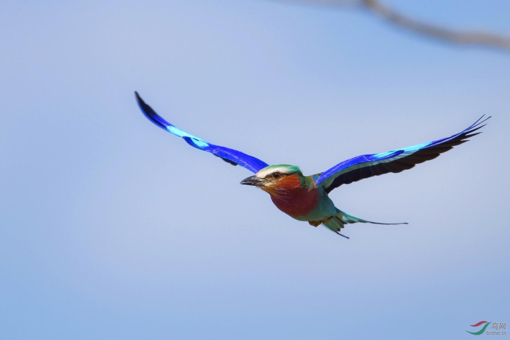 紫胸佛法僧鸟(三宝鸟 肯尼亚国鸟)lilac-breasted roller