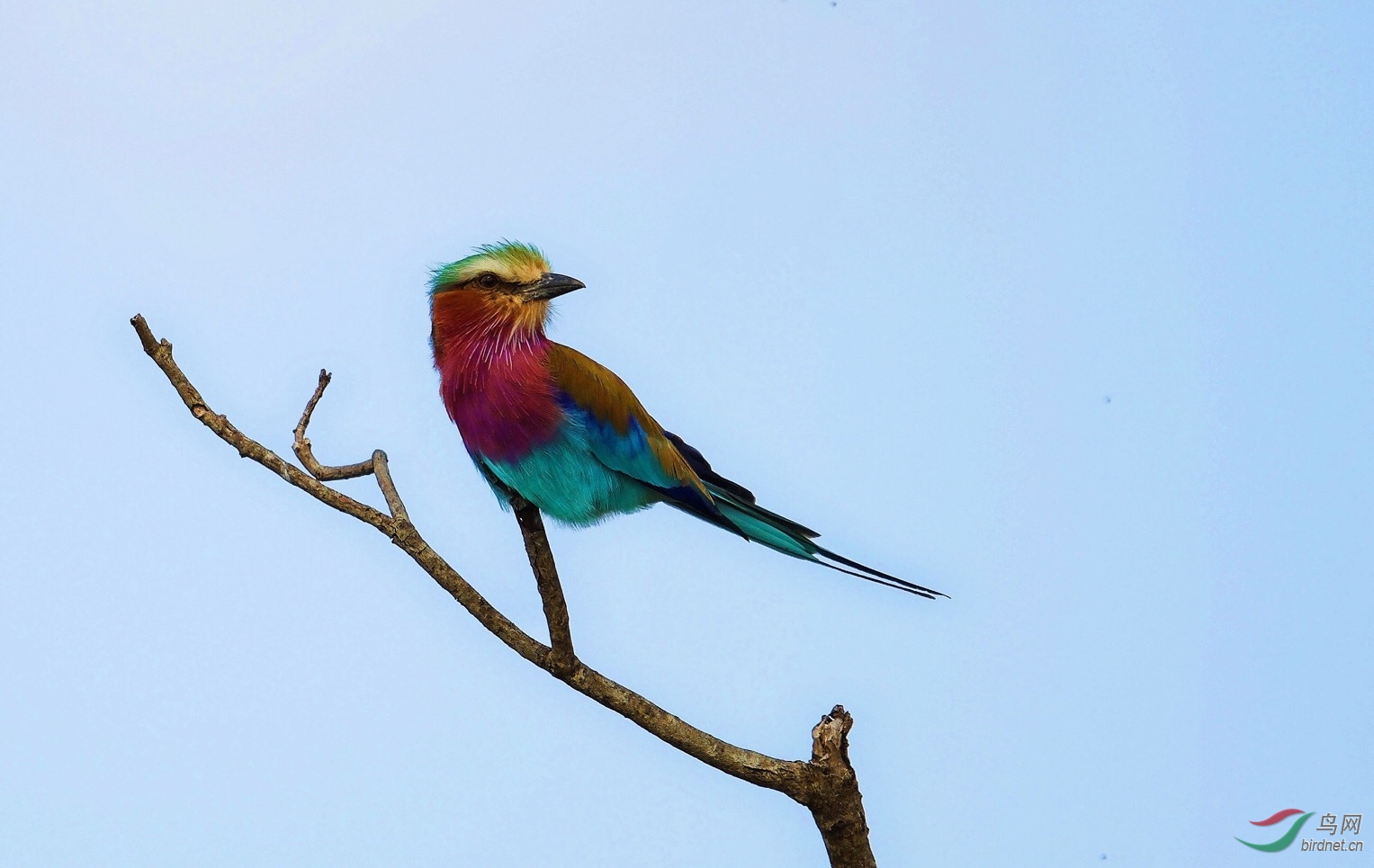 紫胸佛法僧鸟(三宝鸟 肯尼亚国鸟)lilac-breasted roller