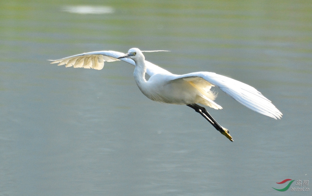 白鹭起飞