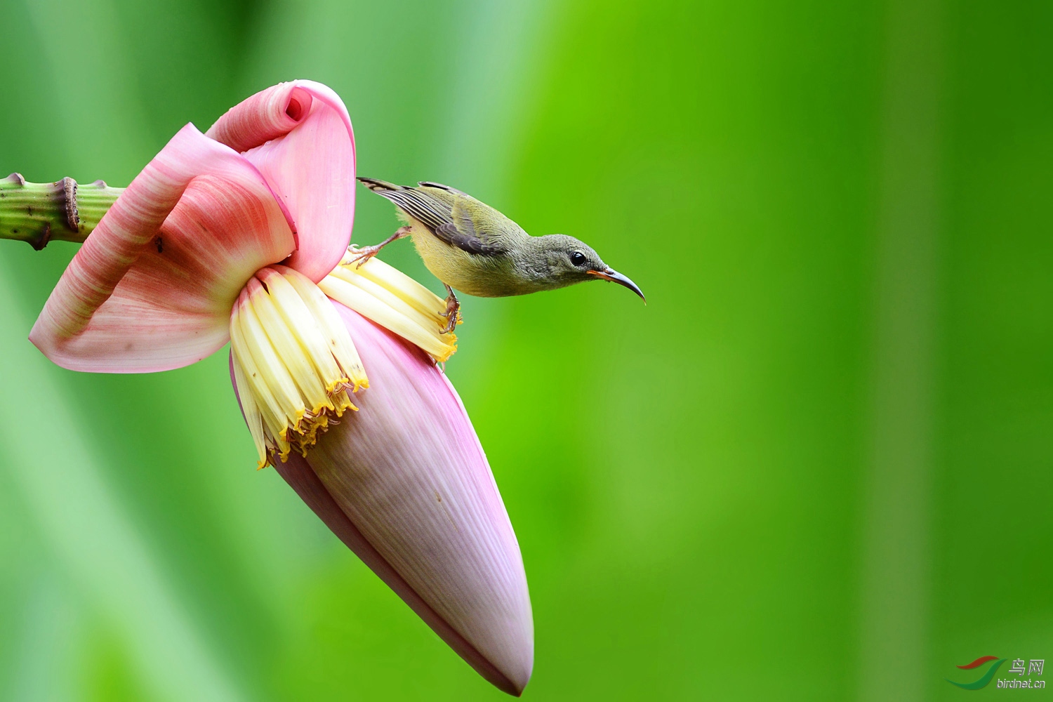 蕉蕾花太阳鸟雌鸟