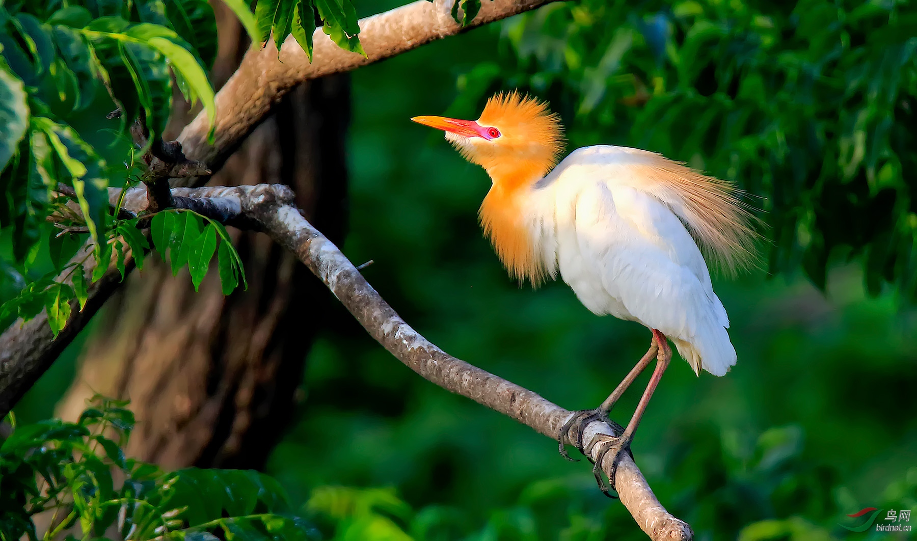 红眼睛的牛背鹭