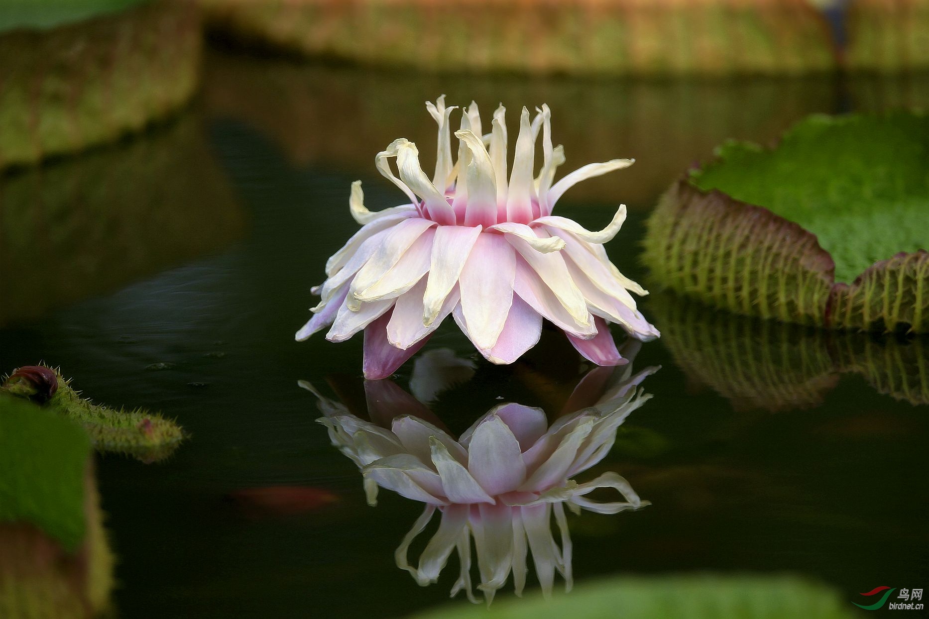 粉白色大王莲花