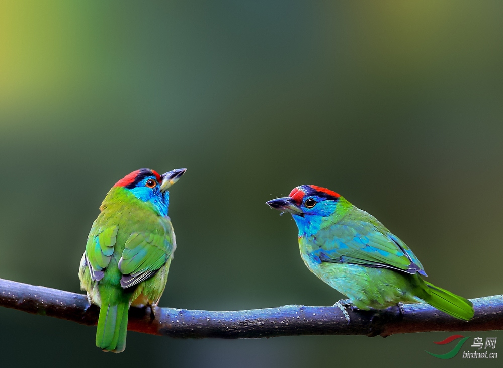树上的鸟儿成双对之蓝喉拟啄木鸟