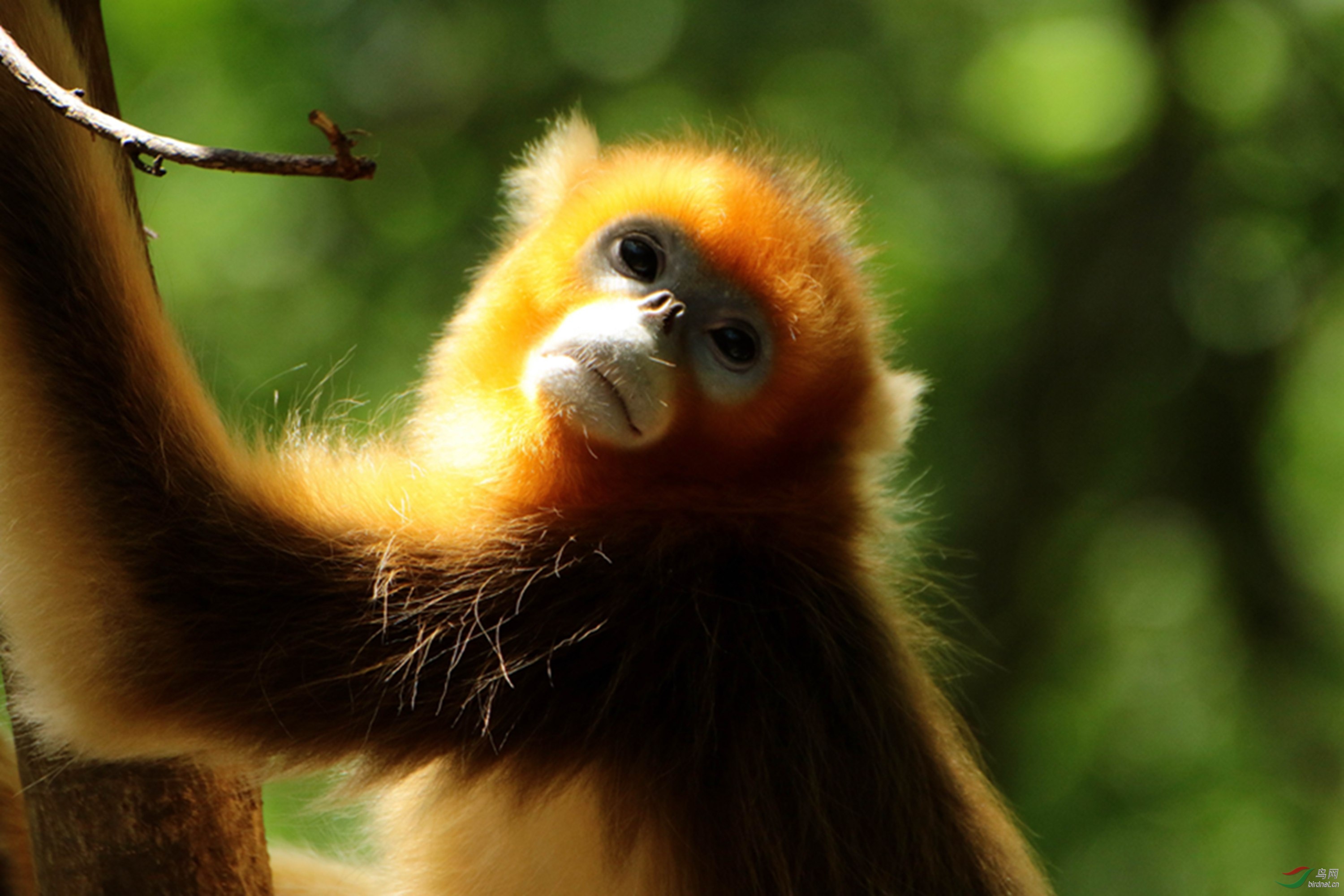 秦岭,佛坪,金丝猴近照