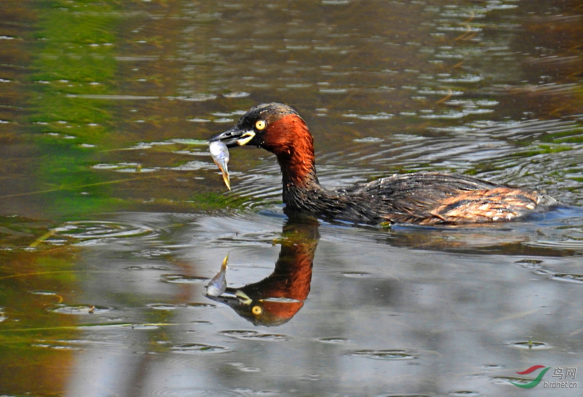 DSCN4757 ����.jpg