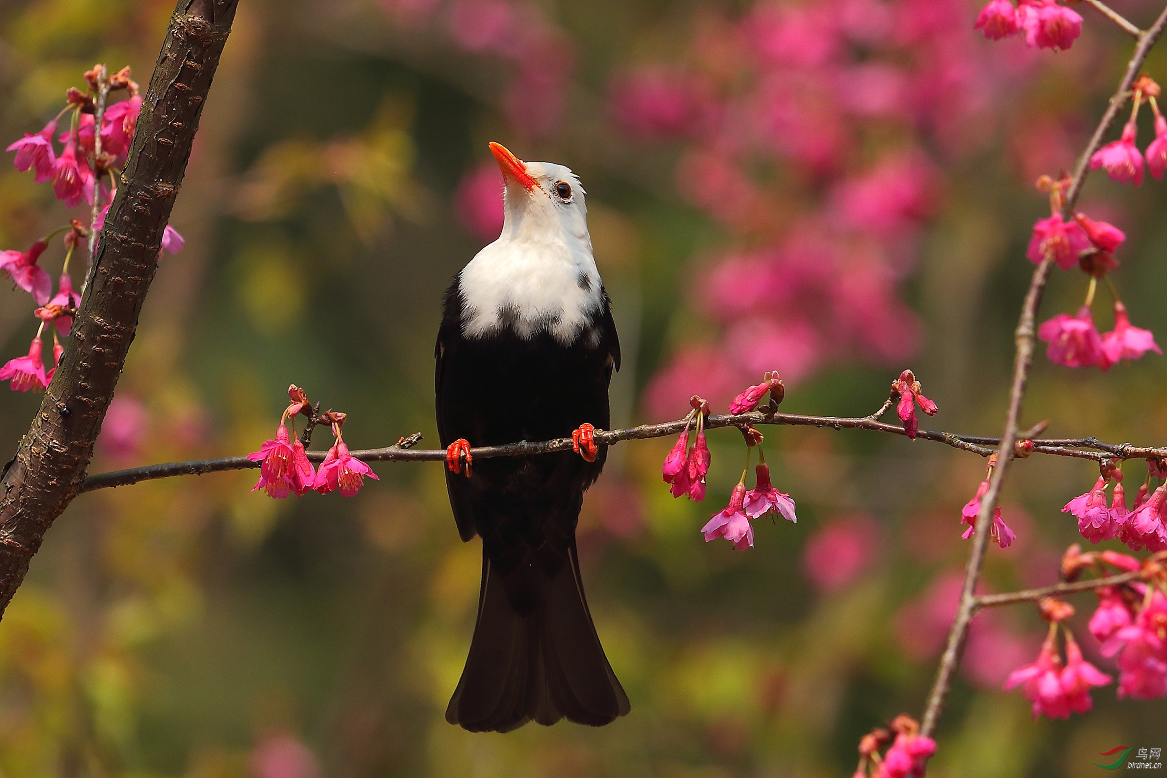 花梢摇动一枝枝