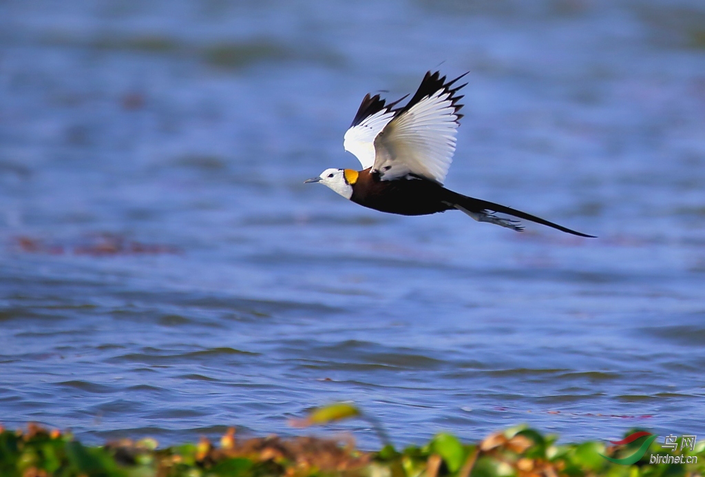 [水鸟] 【晨风】---洱海水雉
