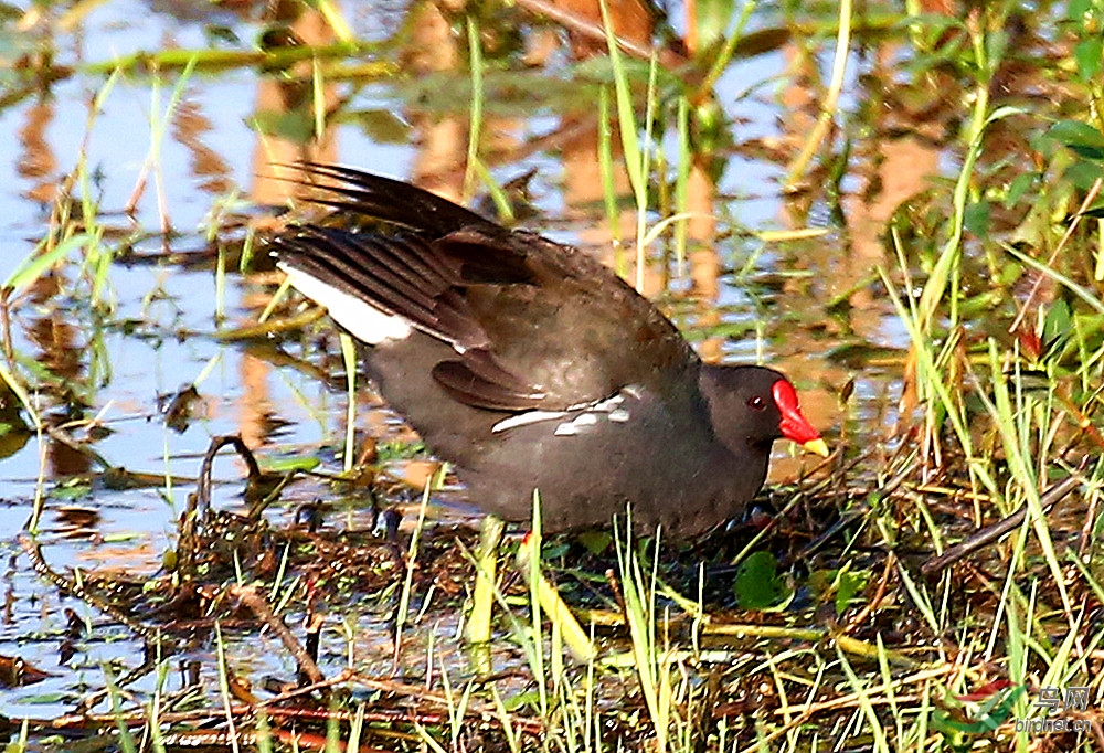自由自在快乐生活灰水鸡