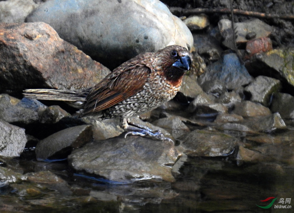 DSCN4764 ����.jpg