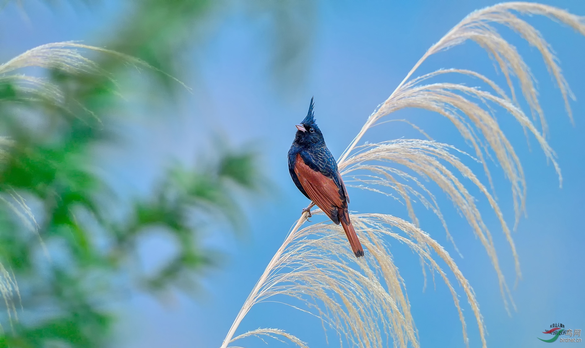 凤头鹀凤头鹀祝贺荣获首页精华