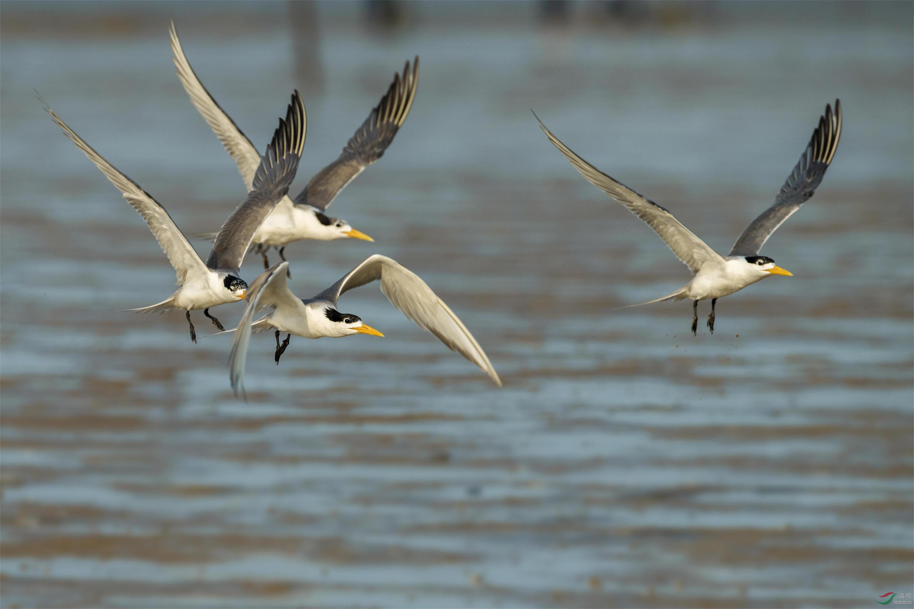 大凤头燕鸥编队飞行