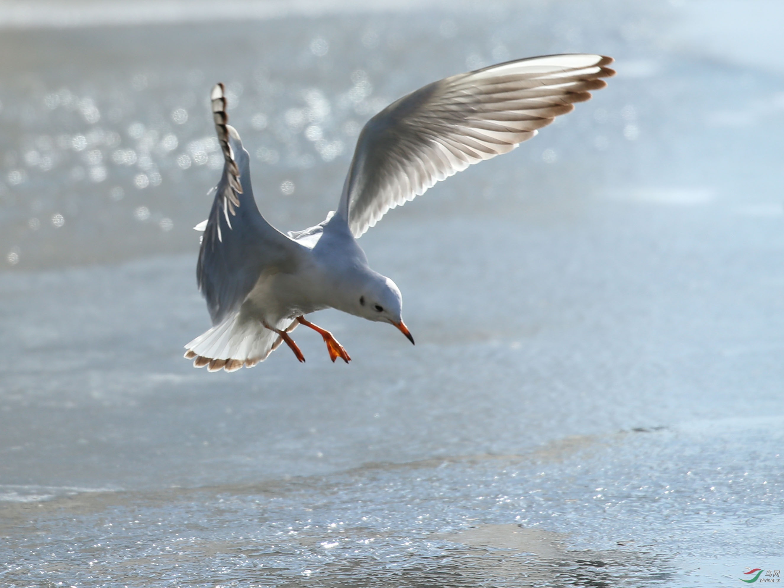 水鸟红嘴鸥天津