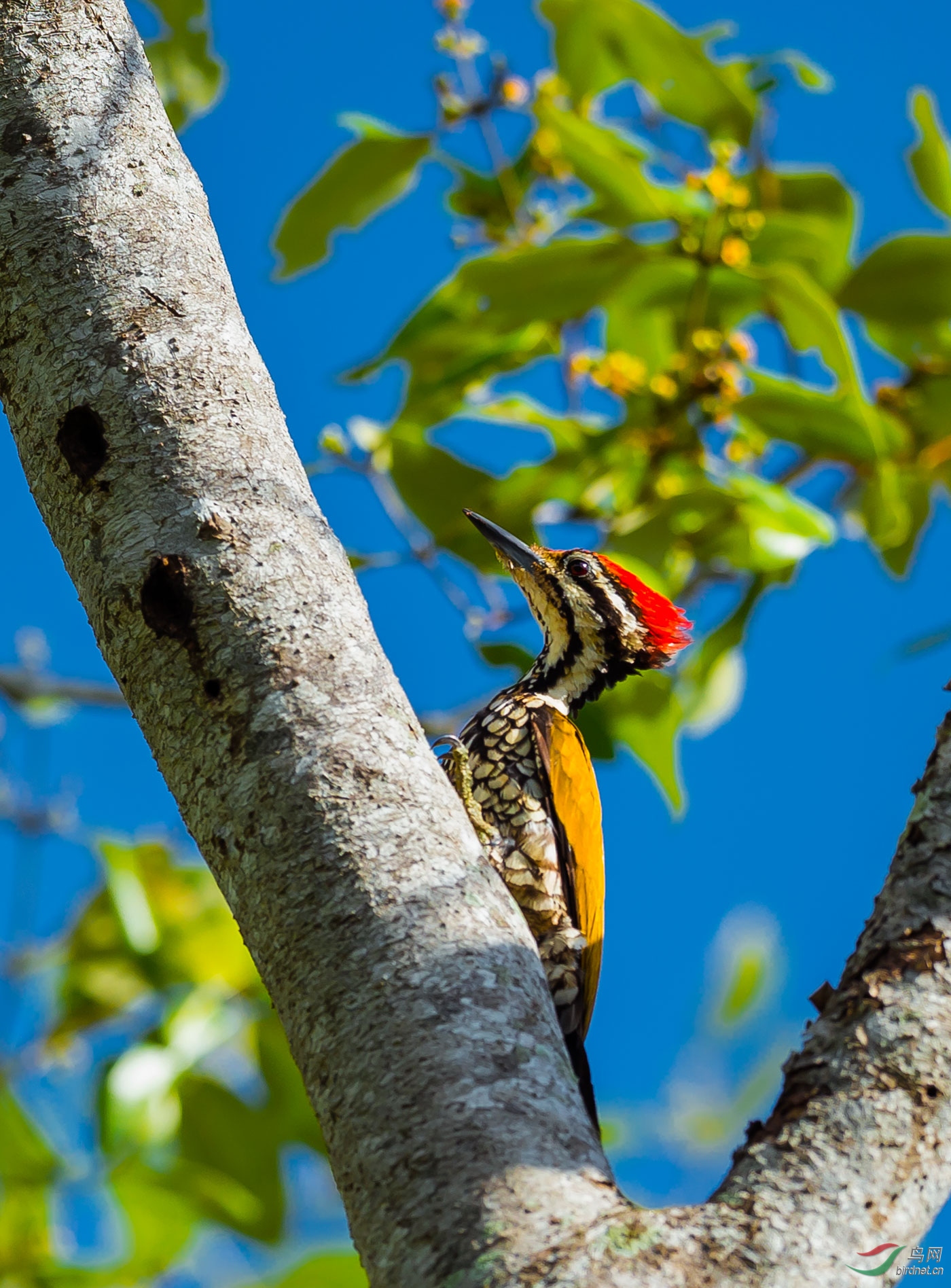 大树上的金背三趾啄木鸟