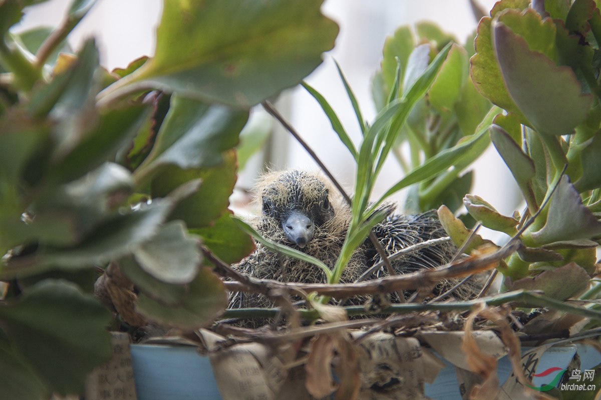 阳台小斑鸠出生十天