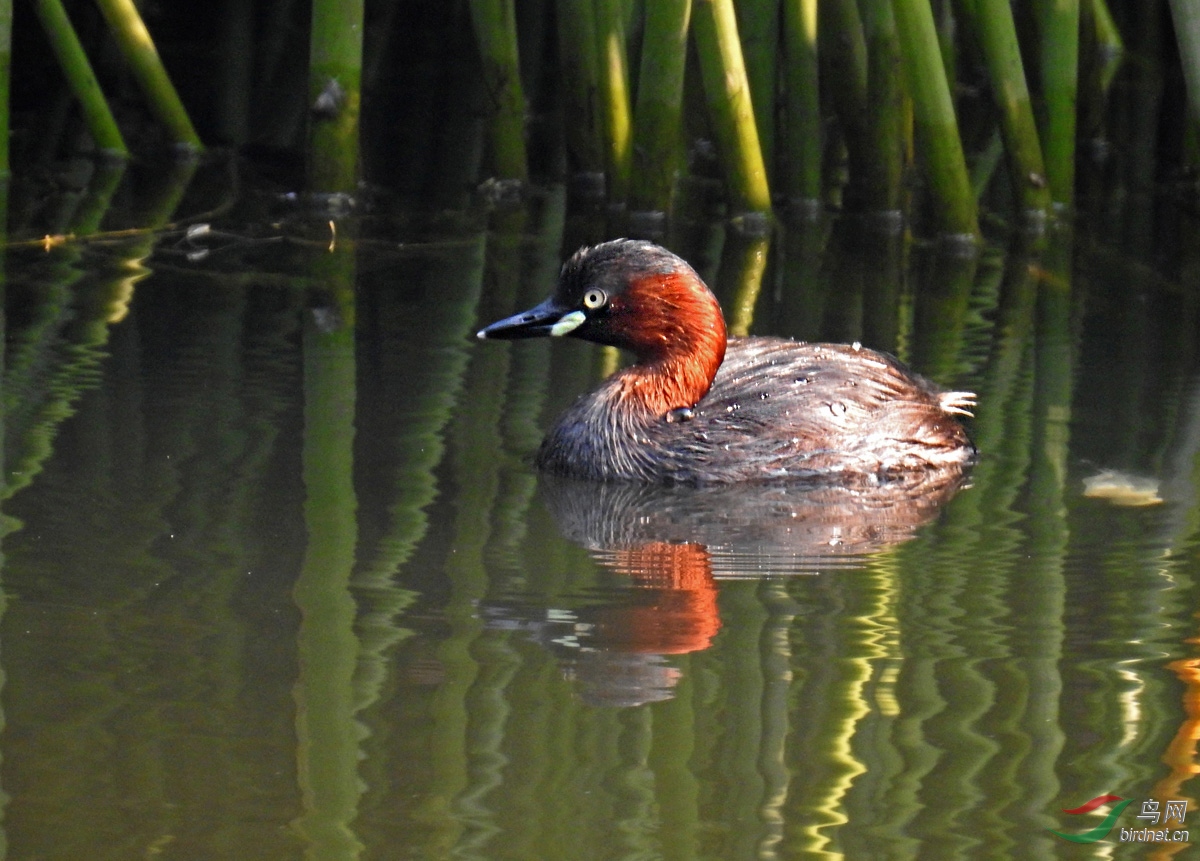 DSCN4732 ����.jpg