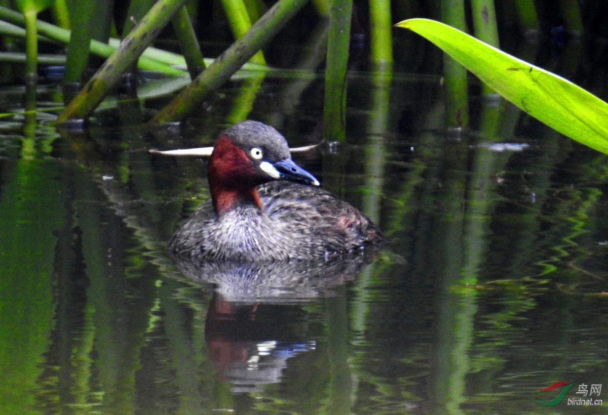 DSCN4741 ����.jpg