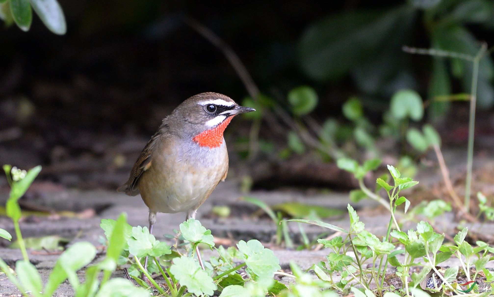 中国名贵笼鸟之一:红喉歌鸲