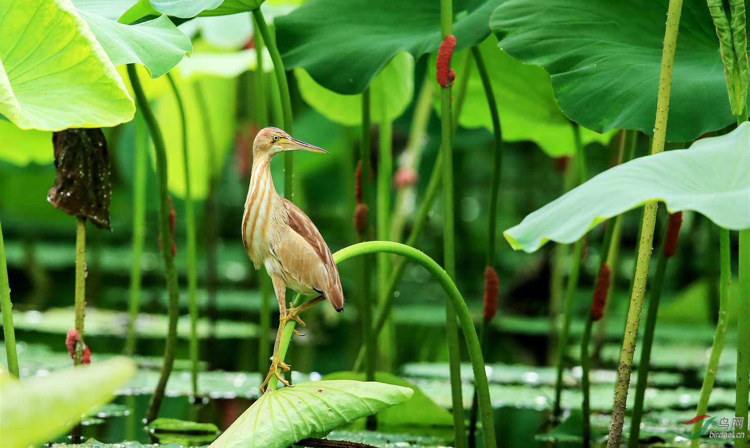 绿荷夏鸟黄苇鳽