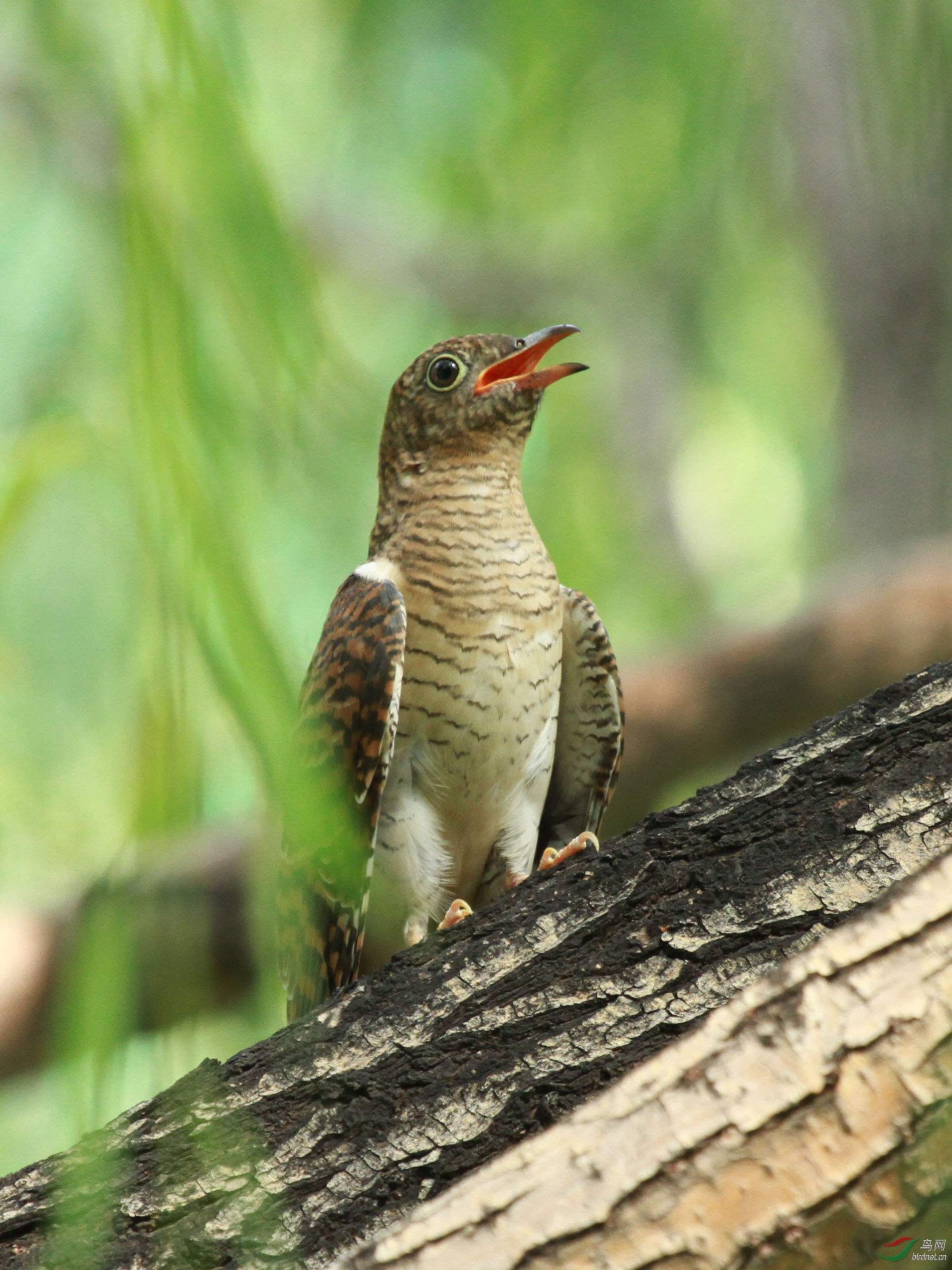 四声杜鹃亚成农展