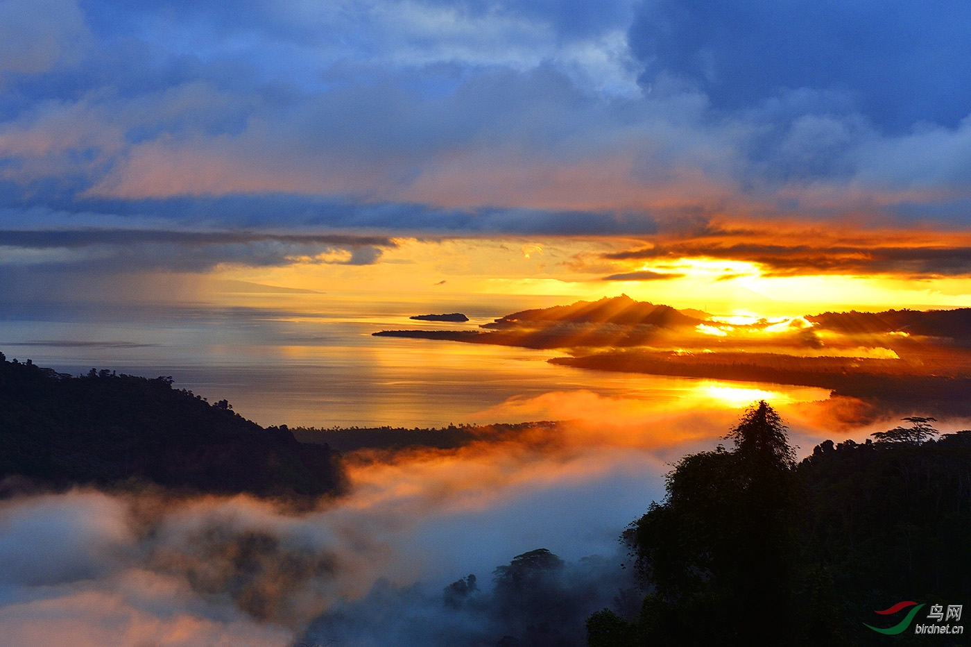 印尼苏拉威西岛拍鸟之地