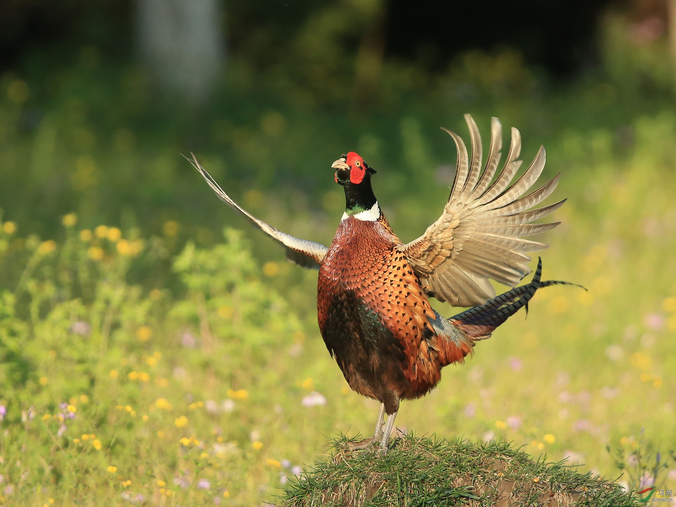 雉鸡展翅--奥森