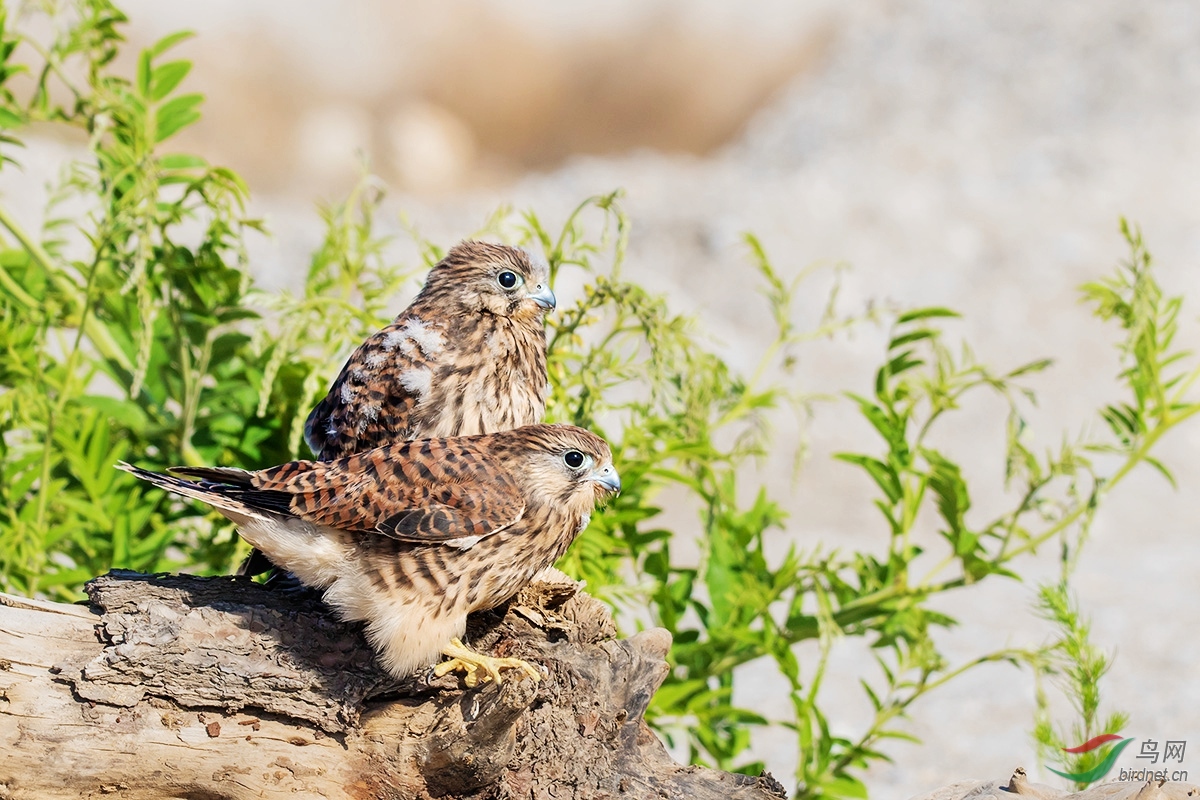 《幼鸟盼娘》——红隼