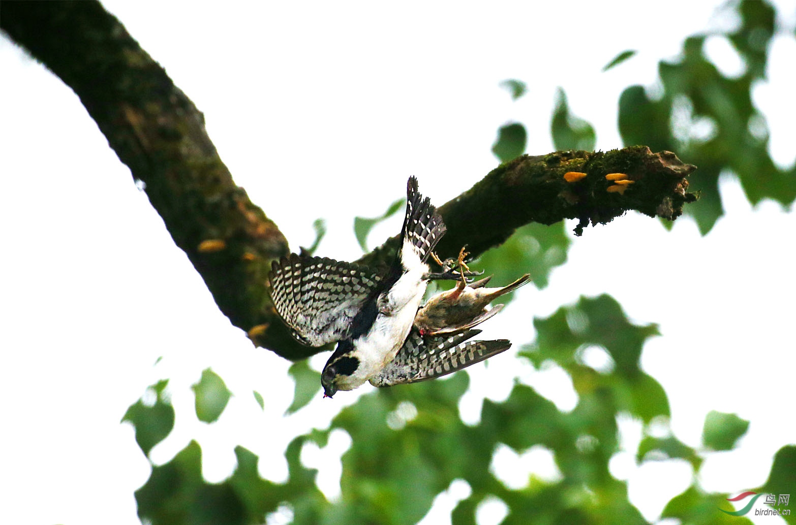 白腿小隼猎小鸟一只