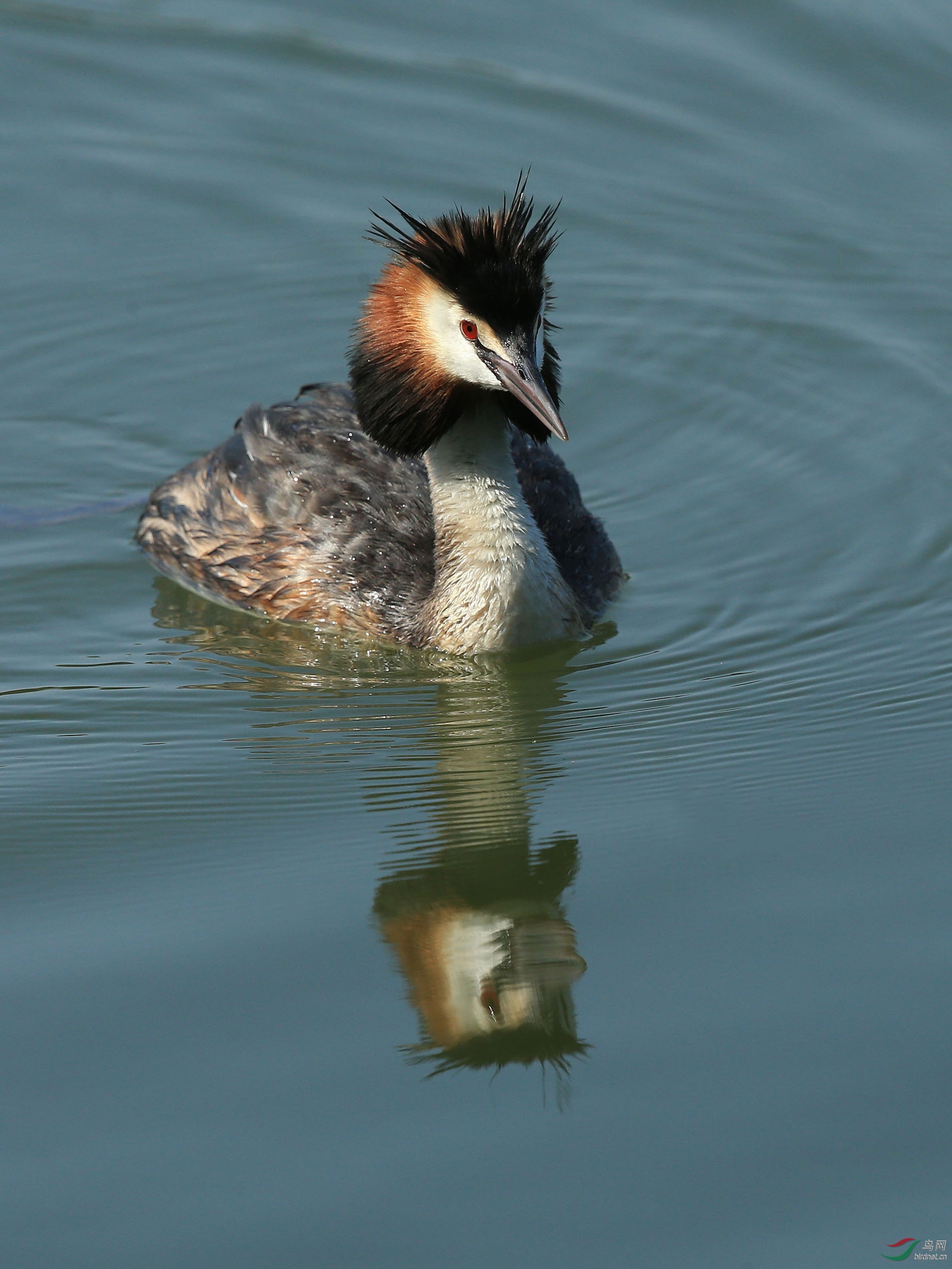 水鸟风头䴙䴘母子颐和园