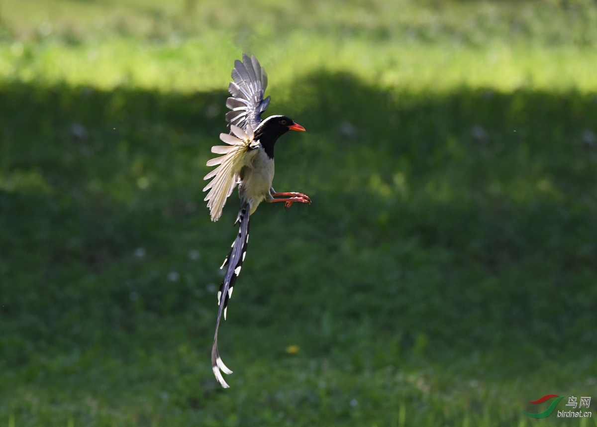 DSC_2464 ����.jpg